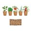 Picture of Kit cultivo de verduras 416499