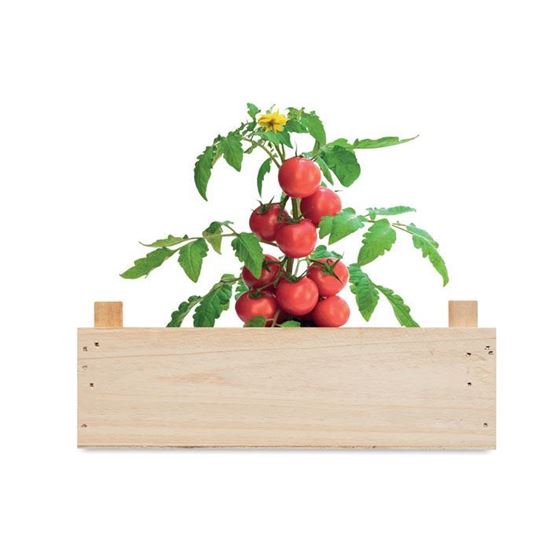 Picture of Mini huerto de tomates 416498