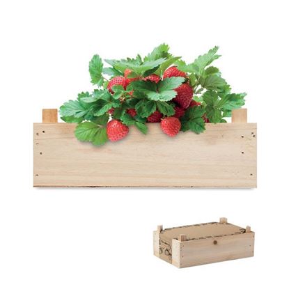 Picture of Kit cultivo de fresas 416506